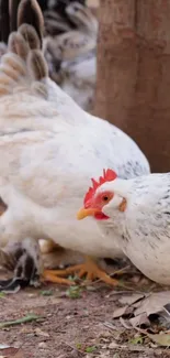 Two chickens pecking outdoors with a rustic background.