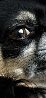 Close-up of a Chihuahua's eye with detailed fur.