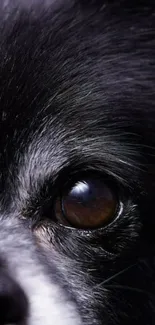 Close-up of a Chihuahua emphasizing its eye and shiny black fur.