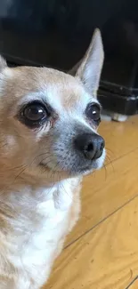 Close-up of a cute Chihuahua on a warm wooden floor.