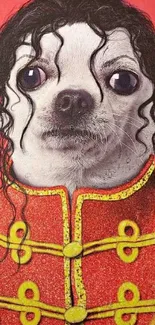 Chihuahua in royal red attire wallpaper art