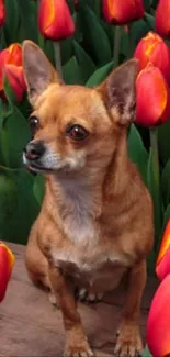 Chihuahua surrounded by vibrant red tulips in a garden setting.