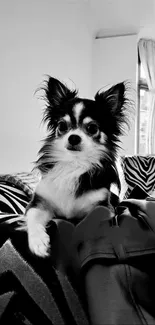 Chihuahua resting on zebra print sofa in black and white.