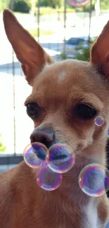 Chihuahua with playful bubbles on a sunny day.