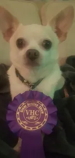 Chihuahua with purple award ribbon on a couch.