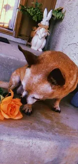 Chihuahua with an orange rose on concrete steps, next to decorative items.