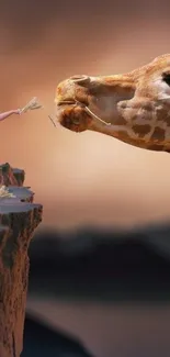 Child feeding giraffe on cliff at sunset.