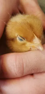 Child's hands holding a fluffy yellow chick with a green background.