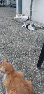 Three relaxed cats on a pebble pathway with outdoor serenity.