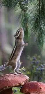 Chipmunk standing on mushrooms in a lush forest background.