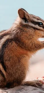 Chipmunk enjoying a snack by the tranquil beach landscape.