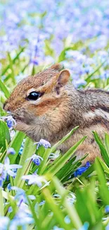 Chipmunk nestled in a field of spring flowers.