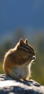 Chipmunk sitting on a sunlit rock in nature.