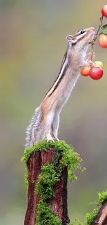 Chipmunk reaching for crabapples on a mossy stump.