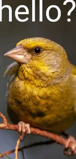 A yellow-green finch perched on a branch with 'hello?' text above.