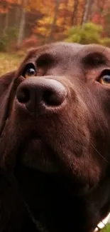 Chocolate Labrador in a grassy autumn setting.