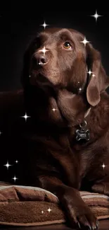 Chocolate Labrador lying on a cozy bed with a dark background.