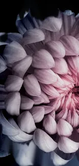 Elegant chrysanthemum wallpaper with pink and purple tones for mobile devices.