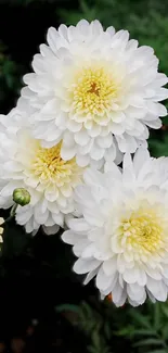 White chrysanthemums bloom with a lush green background.