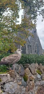 Seagull on stone wall in front of church in autumn setting.