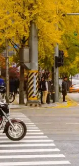 City street lined with golden autumn trees and a motorcycle crossing.