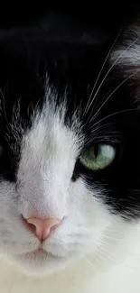 Close-up of a black and white cat with green eyes.