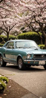 Vintage car under cherry blossoms, capturing timeless elegance.