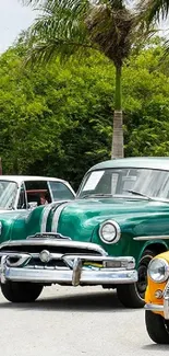A collection of classic cars parked under palm trees, showcasing vintage automotive elegance.