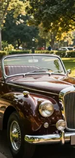Vintage convertible car parked under trees in sunlight.