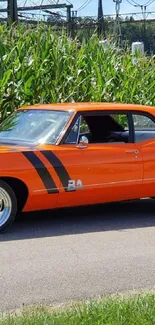 Vintage orange muscle car on a sunny road with green backdrop.