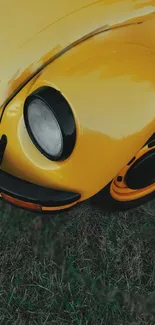 Closeup of a classic yellow car on green grass.