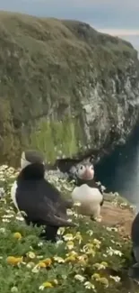 Puffins on lush green cliffs overlooking the sea.