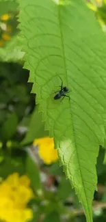 Ant on green leaf with yellow flowers in soft focus background.