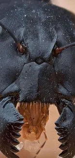 Close-up macro shot of a black ant with detailed features highlighted.