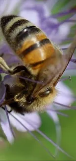 Close-up view of a bee collecting nectar from a purple flower.