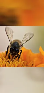 Close-up of a bee on a vibrant orange flower.