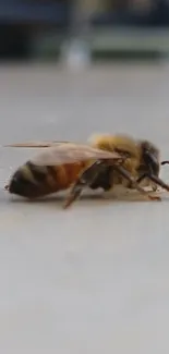 Close-up of a bee resting on a gray surface.