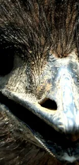 Close-up of a bird's face with detailed feather texture.