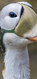 Close-up of a bird with water droplets on plumage.