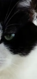 Close-up of a black and white cat's eye and fur.