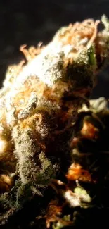 Close-up of a cannabis plant under natural light.