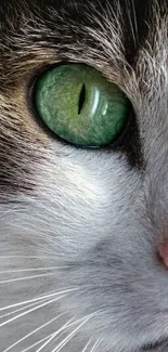 Close-up of a cat's green eye, showing detailed fur and vibrant color.