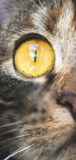 Close-up of a cat's vibrant golden eye with detailed fur texture.