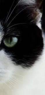 Close-up of cat's green eye and fur in black and white contrast.