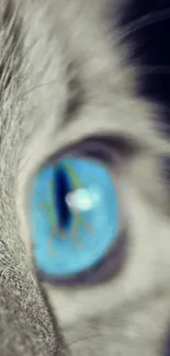 Close-up of a blue cat eye with detailed fur.