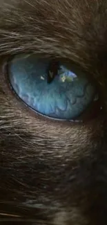 Close-up of a cat's blue eye with detailed fur and rich colors.