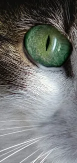 Close-up of cat's green eye filling the screen with intricate details.