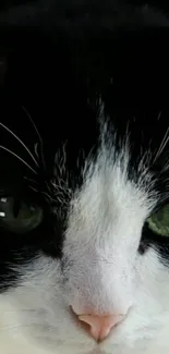 Close-up of a black and white cat staring intently with green eyes.