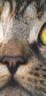 Close-up of a cat's face with detailed eyes and fur for mobile wallpaper.