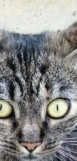 Close-up image of a tabby cat's curious yellow-green eyes.